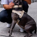 Dog Friendly Co. Adjustable Neck & Chafe Resistant Dog Harness